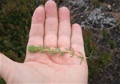 Aspalathus sanguinea