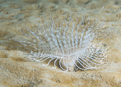 Pachycerianthus solitarius
