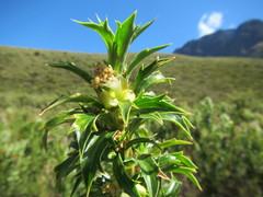 Cliffortia phillipsii