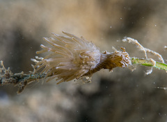 Bunodeopsis strumosa