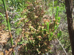 Erica triflora