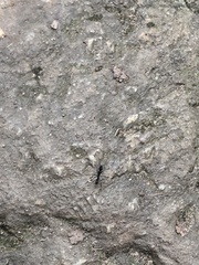 Neoponera apicalis