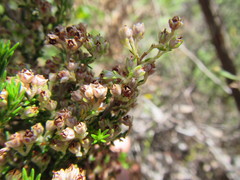Erica triflora