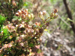 Erica triflora