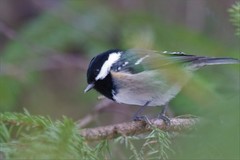 Periparus ater