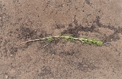 Aspalathus sanguinea