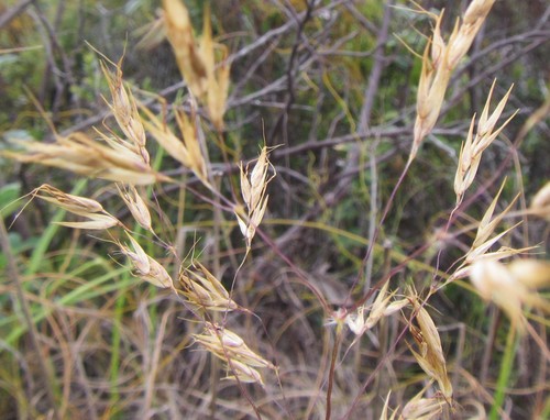 Pentameris tortuosa · iNaturalist