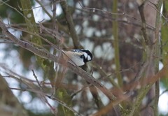 Periparus ater
