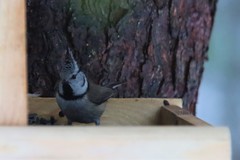 Lophophanes cristatus