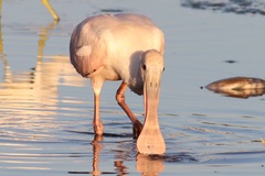 Platalea ajaja