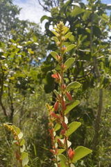 Helicteres sacarolha