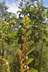 Helicteres sacarolha