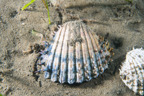 Representative image of Acanthocardia aculeata