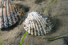 Acanthocardia aculeata