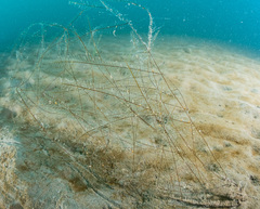 Aglaophenia elongata