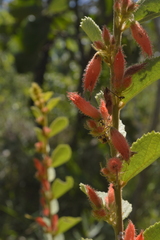 Helicteres sacarolha