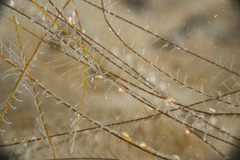 Aglaophenia elongata