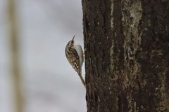 Certhia familiaris