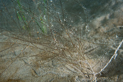 Aglaophenia elongata