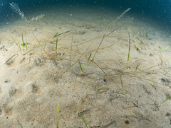 Aglaophenia elongata