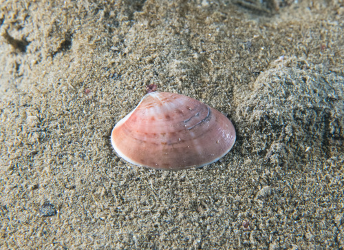 Smooth Clam