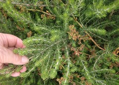 Aspalathus sanguinea