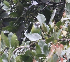 Aulacorhynchus coeruleicinctis