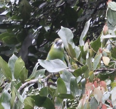 Aulacorhynchus coeruleicinctis