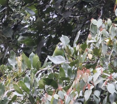 Aulacorhynchus coeruleicinctis