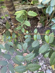Comocladia