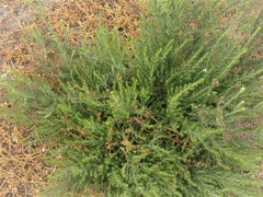 Aspalathus sanguinea