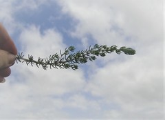 Aspalathus sanguinea