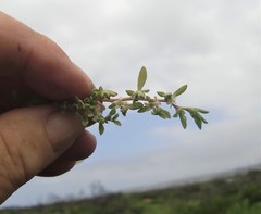 Aspalathus sanguinea