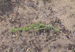 Aspalathus sanguinea