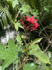 Jatropha integerrima