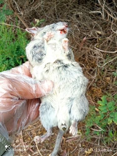 Sonoran Woodrat (Neotoma phenax)