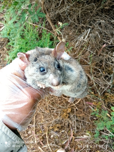 Sonoran Woodrat
