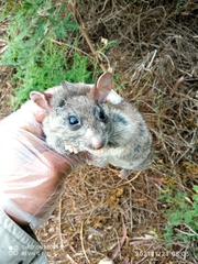 Sonoran Woodrat photo 2