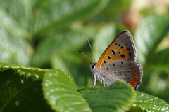 Lycaena phlaeas daimio