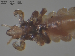 Pediculus humanus