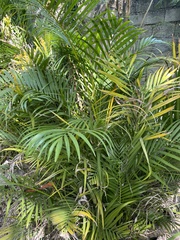 Dypsis lutescens