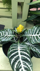 Aphelandra squarrosa