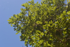 Pterodon emarginatus