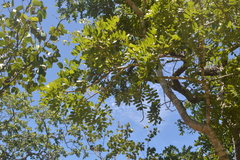 Pterodon emarginatus