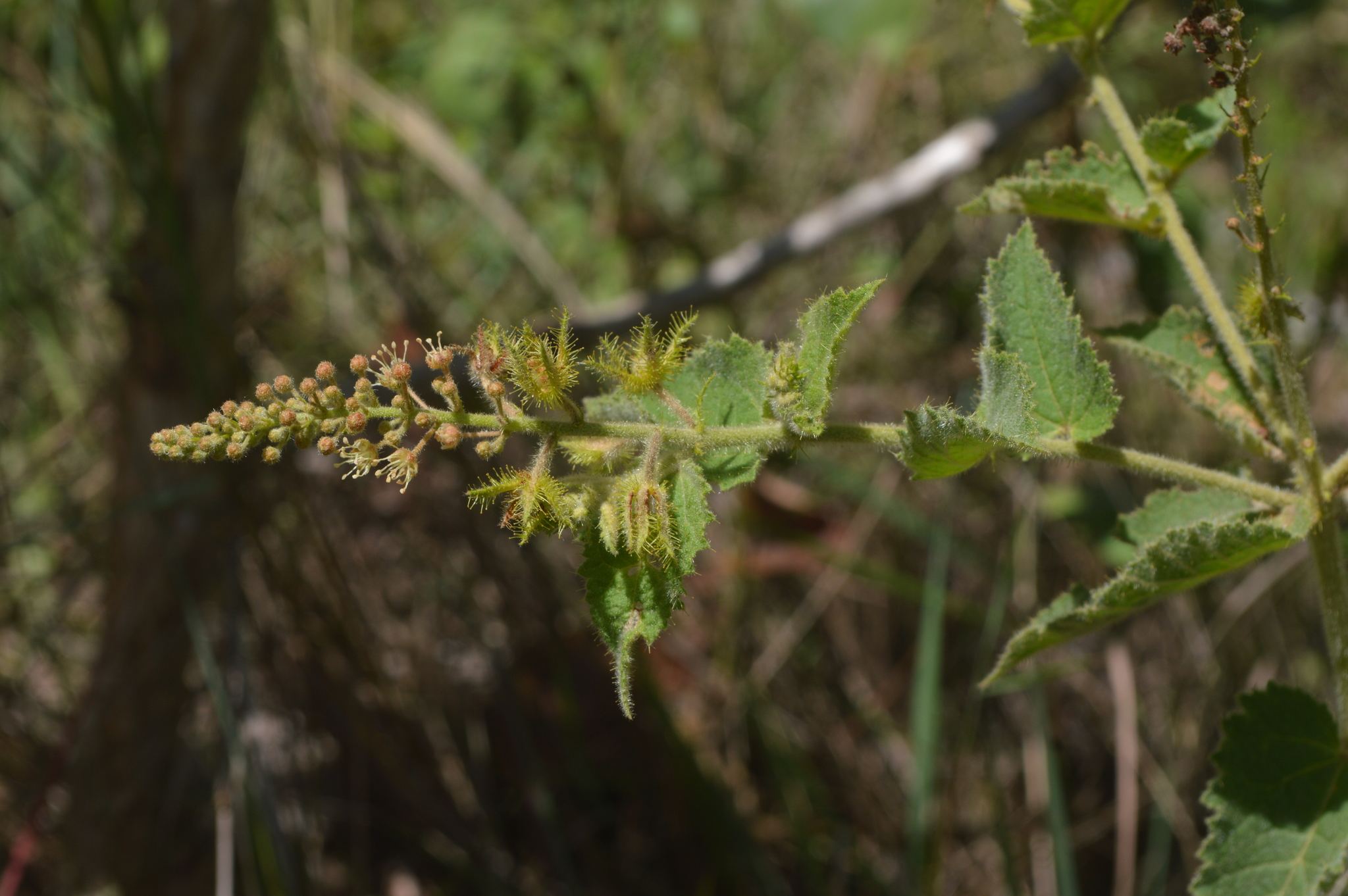 Croton catariae