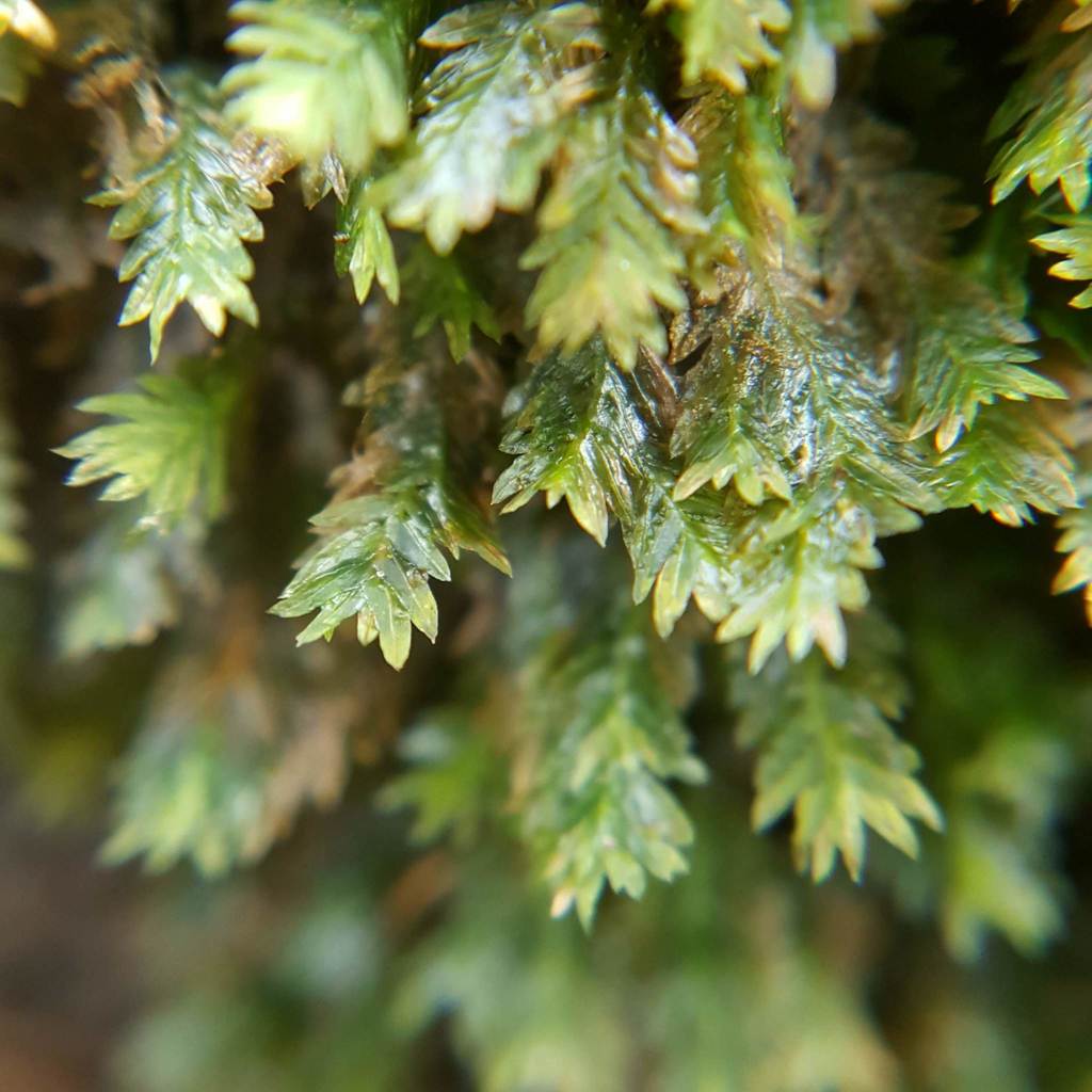 pocket mosses