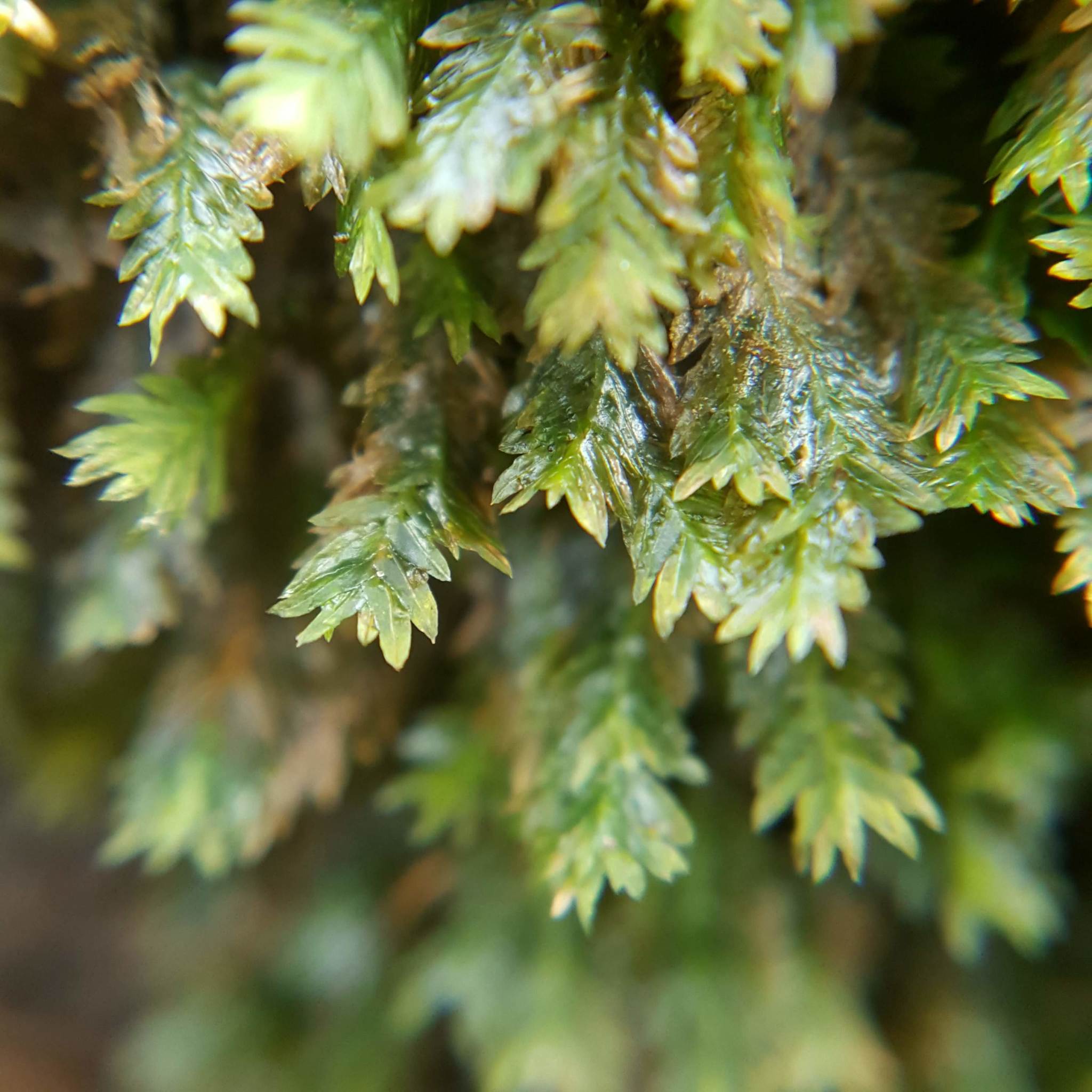 Fissidens Spp. (Adianthoides, Taxifolius, Bryoides) Rare Live Moss