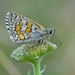 Ajedrezada de Bandas Amarillas - Photo (c) Kostas Zontanos, algunos derechos reservados (CC BY-NC), subido por Kostas Zontanos