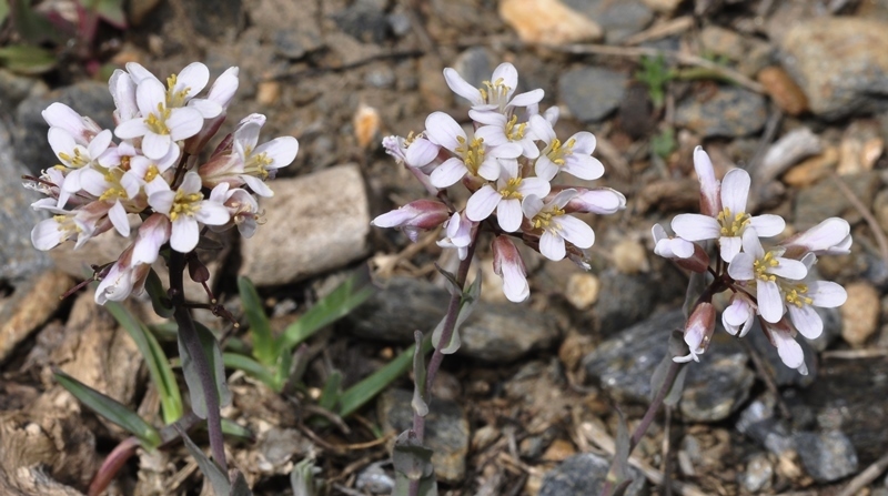 Noccaea nevadensis
