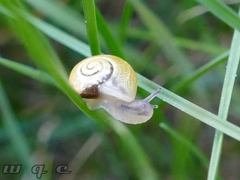Gastropoda